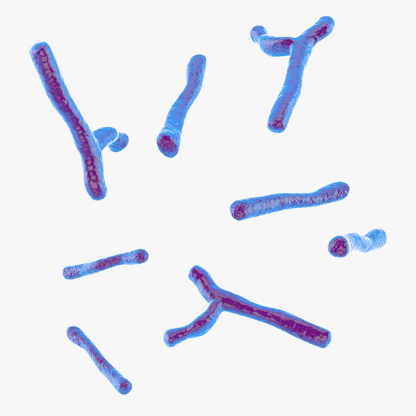 Bifidobacterium 3D