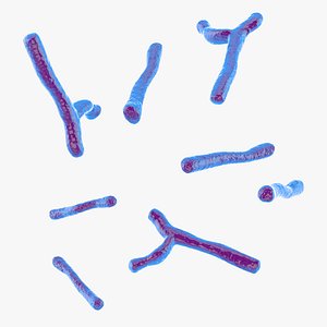 Bifidobacterium