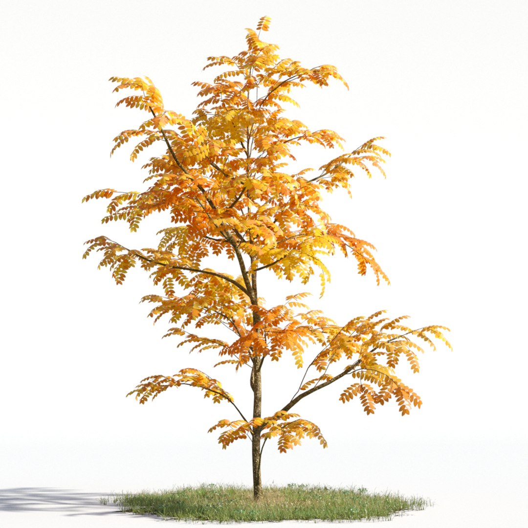 Дерево 55. Осенние деревья Evermotion. Archmodels Tangerine Tree. 3д модели осенних деревьев Evermotion. Lx55 дерево.