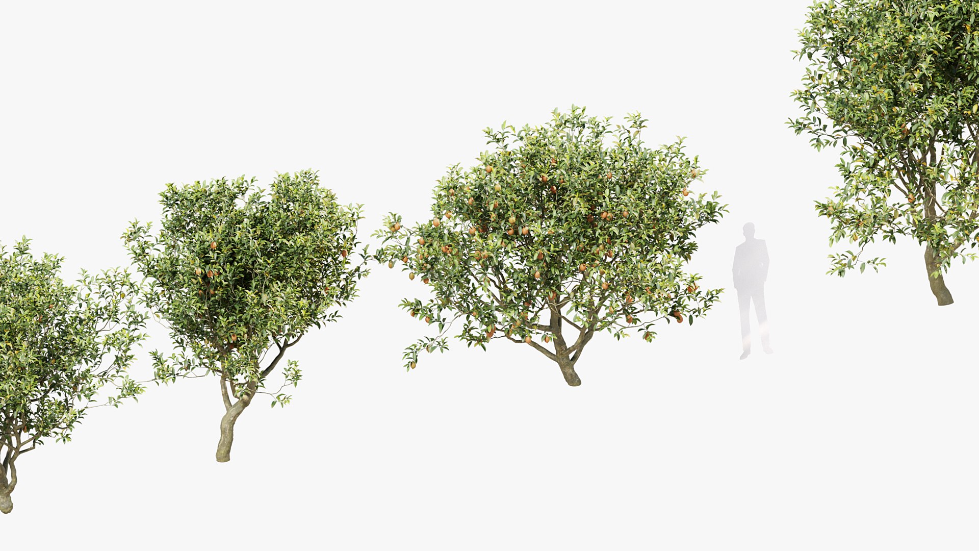 3D Citrus Limon Lemon - TurboSquid 2050647