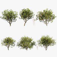 Citrus limon Lemon Tree
