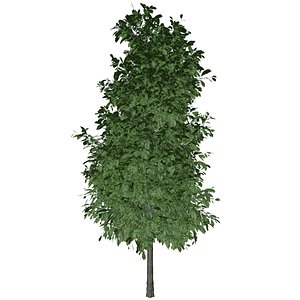 3D Sourwood Tree - 02 -