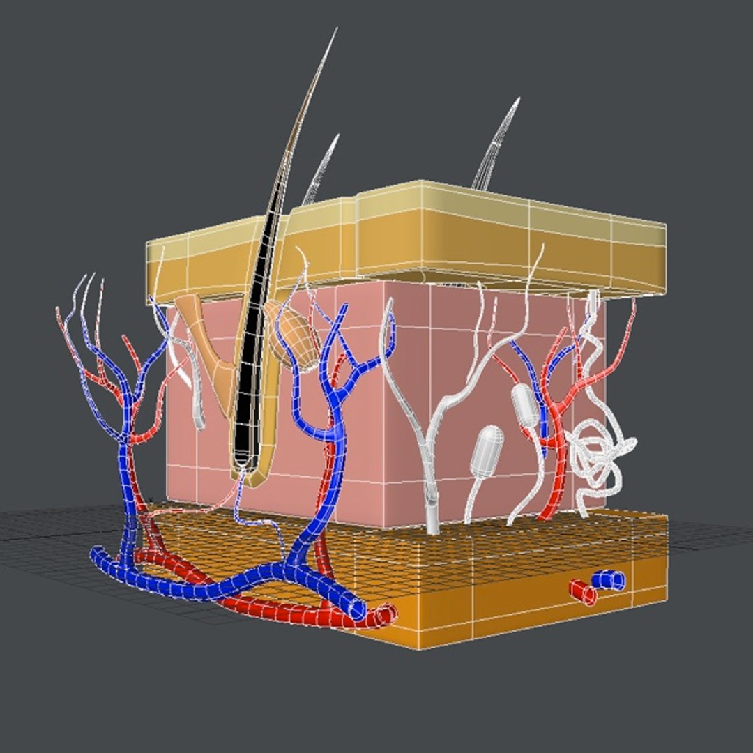 3d Human Skin