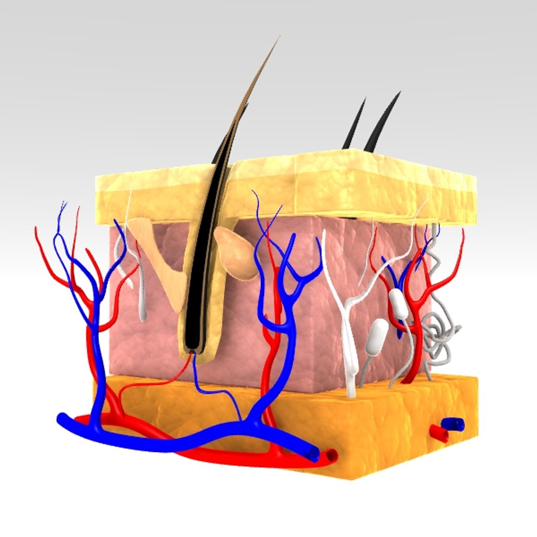 3d Human Skin