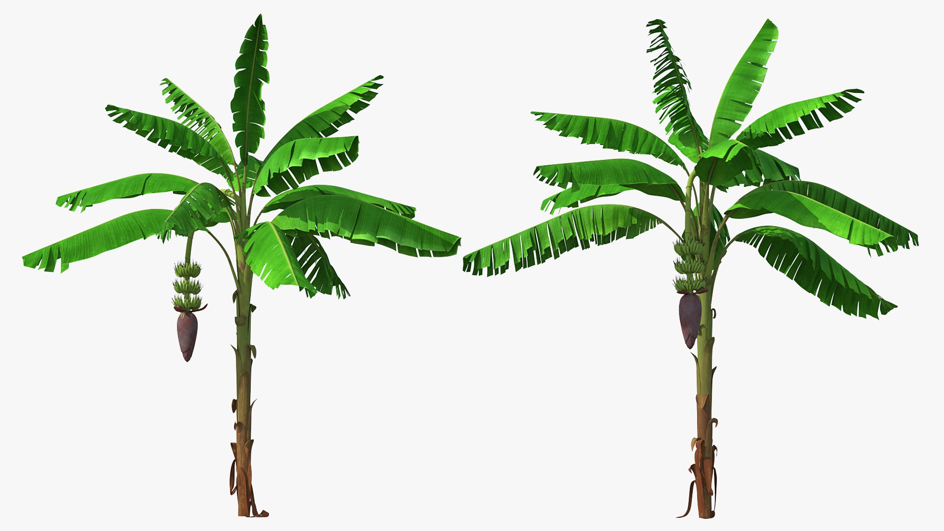 Blooming Banana Tree with Green Banana Cluster 3D model preview