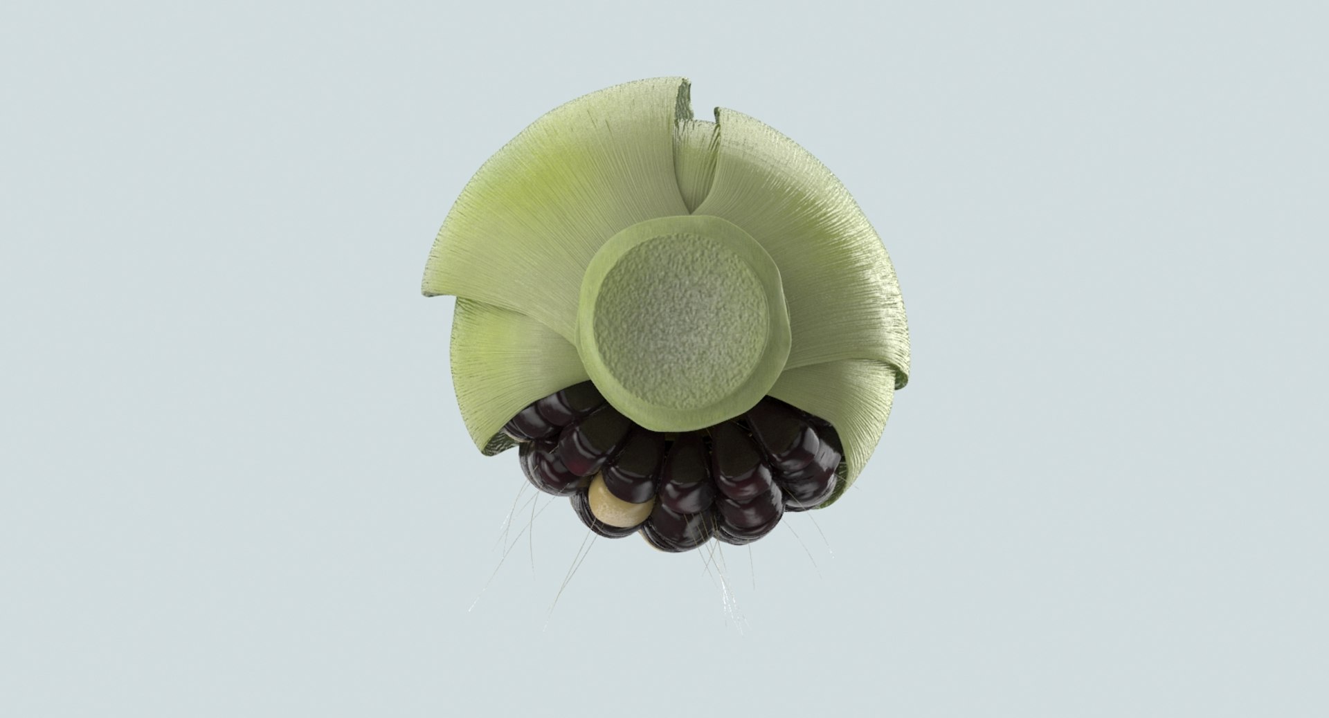 ears-of-corn---01-cv2 model https://p.turbosquid.com/ts-thumb/gb/AmgJnL/qEBlLxAm/ear_of_corn_01_02_productshot_0009/jpg/1539973830/1920x1080/fit_q87/d3778733c6816b2f5d8079a558b3ae0662fa4a72/ear_of_corn_01_02_productshot_0009.jpg