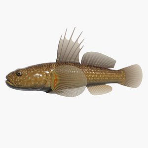 Japanese trident goby