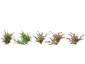 Bougainvillea glabra - Lesser bougainvillea 07 3D