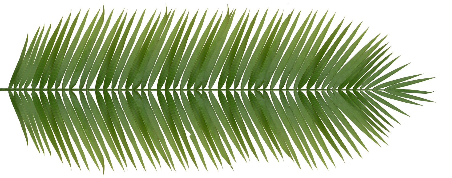 directx tropical palm tree leaf https://p.turbosquid.com/ts-thumb/gb/O86ShY/4ZRkaTfw/leafcomp_long_rgb/jpg/1301878789/1920x1080/fit_q87/dce471d66360ce7457cdf810f2aaa26397050148/leafcomp_long_rgb.jpg