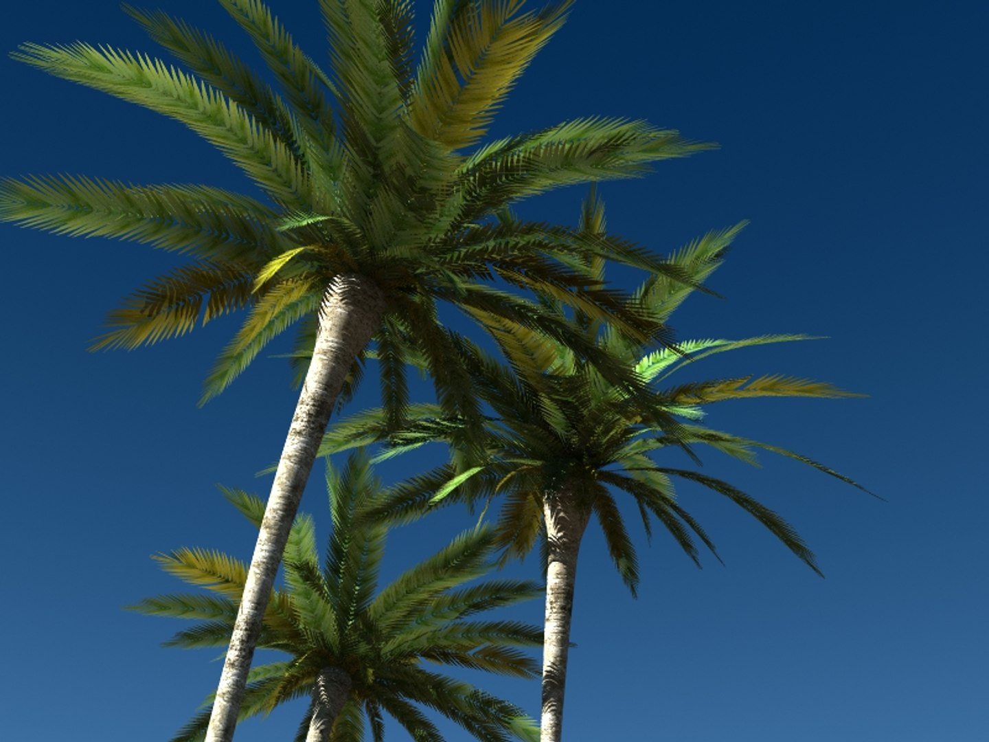directx tropical palm tree leaf https://p.turbosquid.com/ts-thumb/gb/O86ShY/6JlUno19/palms2/jpg/1302147841/1920x1080/fit_q87/e480d0ff3f3e8c6a51081441db8004f71d80ba59/palms2.jpg