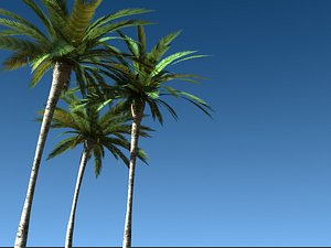 directx tropical palm tree leaf