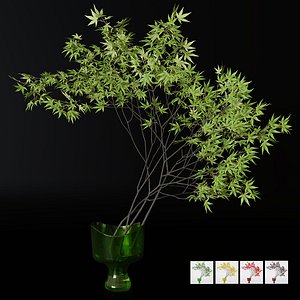 Decorative branch japanese maple