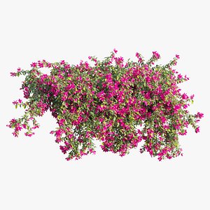 Bougainvillea plant set 69