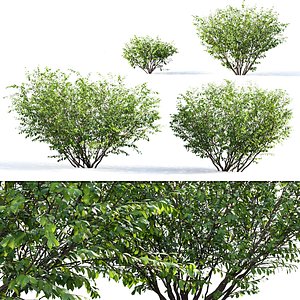 bush euonymus 3D model
