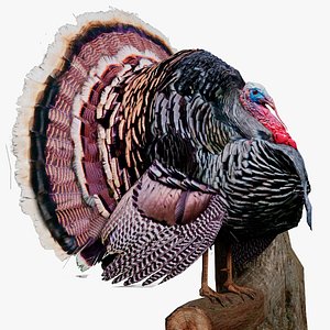 miriams turkey 3D model