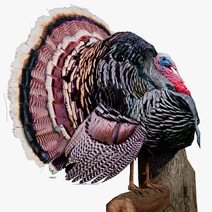 miriams turkey