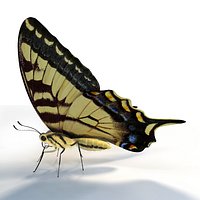Papilio machaon Linnaeus