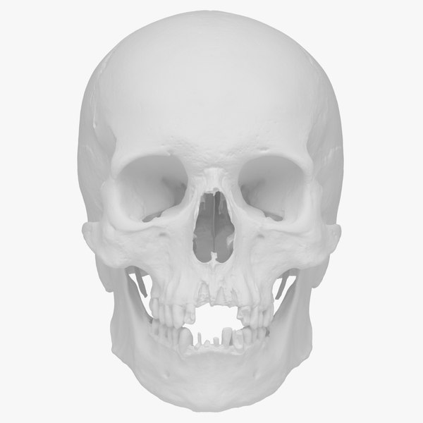 real human skull scan 3d model