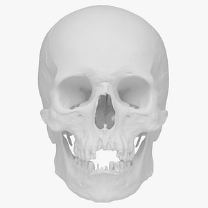Real Human Skull 3D Scan 02 (No Texture)