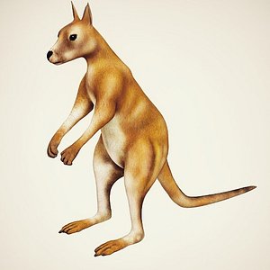 Low poly Kangaroo Rigged
