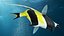 Moorish Idol Tropical Fish