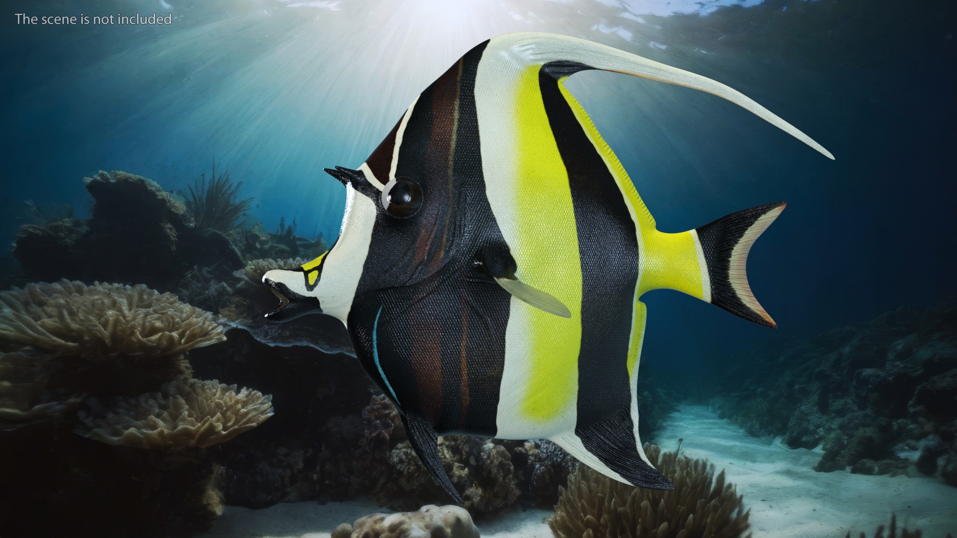 Moorish Idol Tropical Fish model https://p.turbosquid.com/ts-thumb/gc/BxHavr/iy/moorish_idol_tropical_fish_002/jpg/1732359807/1920x1080/fit_q87/e8fca27d8399cc55956dc77276ec9143ad6a0dee/moorish_idol_tropical_fish_002.jpg