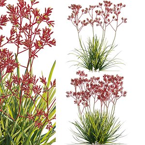 Anigozanthos flavidus - Kangaroo Paw 03 3D model