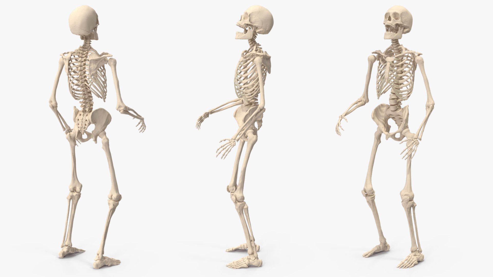 3D Human Male Skeleton Anatomy Rigged https://p.turbosquid.com/ts-thumb/gc/WjfLSJ/AX/human_male_skeleton_anatomy_rigged_011/jpg/1743469579/1920x1080/fit_q87/29c08a25b1d2cc044f34504134b5b8748b47cee8/human_male_skeleton_anatomy_rigged_011.jpg