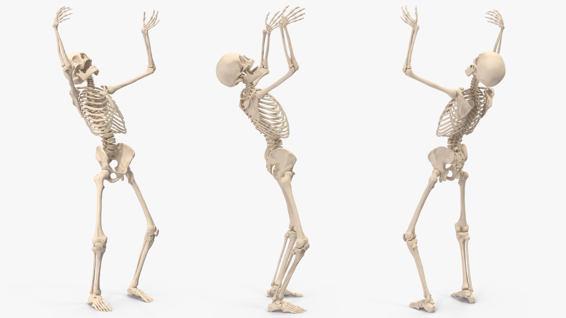 3D Human Male Skeleton Anatomy Rigged https://p.turbosquid.com/ts-thumb/gc/WjfLSJ/LB/human_male_skeleton_anatomy_rigged_012/jpg/1743469584/1920x1080/fit_q87/dfd014743d8767d6c68e77b9def9a15396f151b0/human_male_skeleton_anatomy_rigged_012.jpg