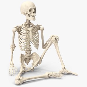 3D Human Male Skeleton Anatomy Rigged