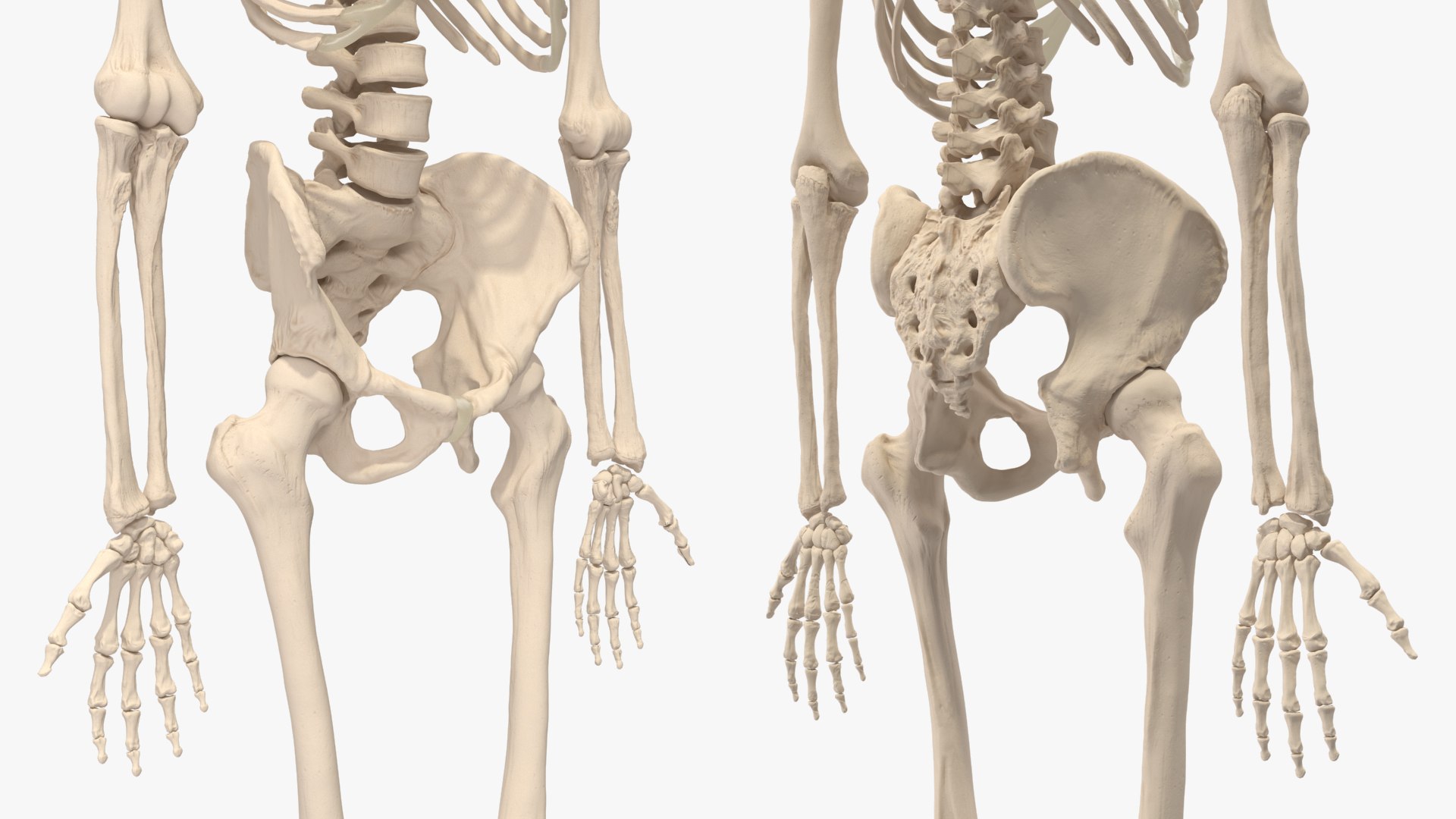 3D Human Male Skeleton Anatomy Rigged https://p.turbosquid.com/ts-thumb/gc/WjfLSJ/qa/human_male_skeleton_anatomy_rigged_019/jpg/1743469615/1920x1080/fit_q87/2128a6b37ce8c1fb969b13bf05ca15b20b030e80/human_male_skeleton_anatomy_rigged_019.jpg