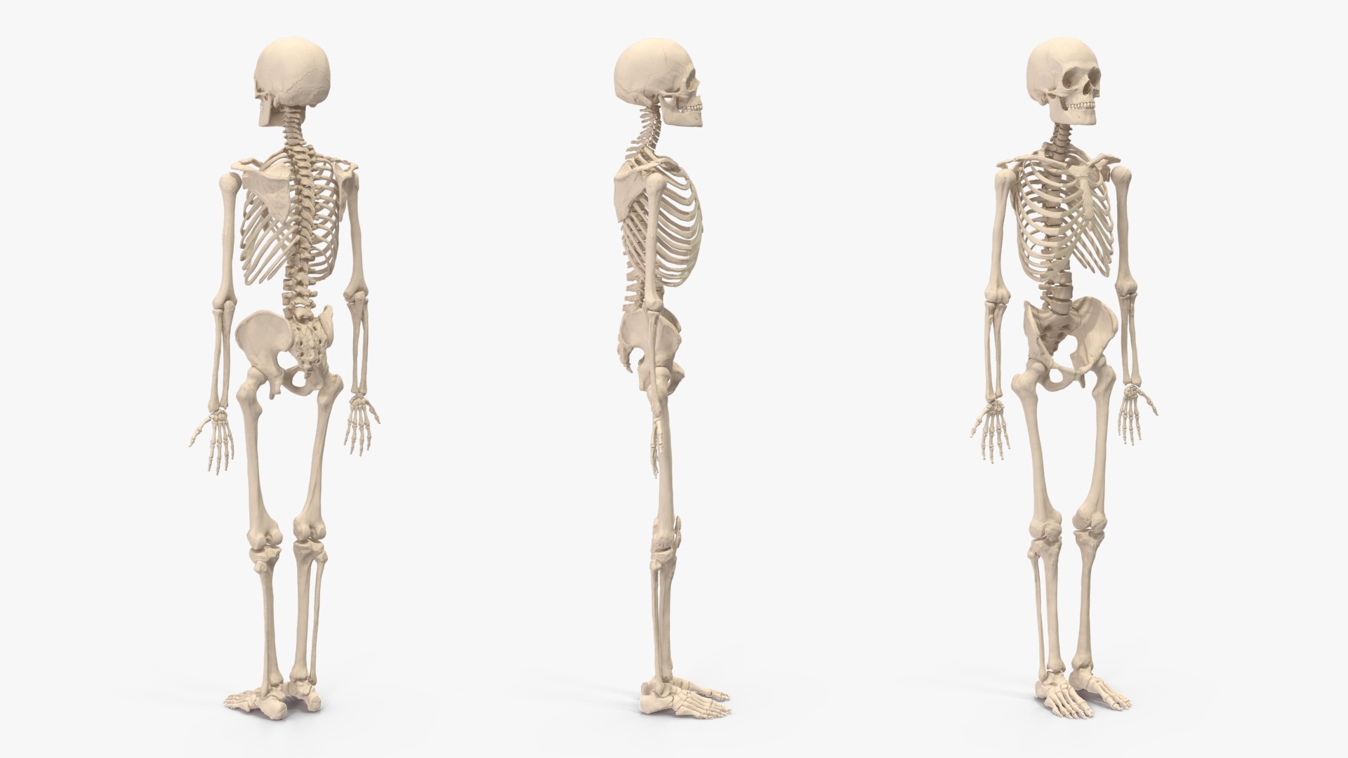 3D Human Male Skeleton Anatomy Rigged - TurboSquid 2385505