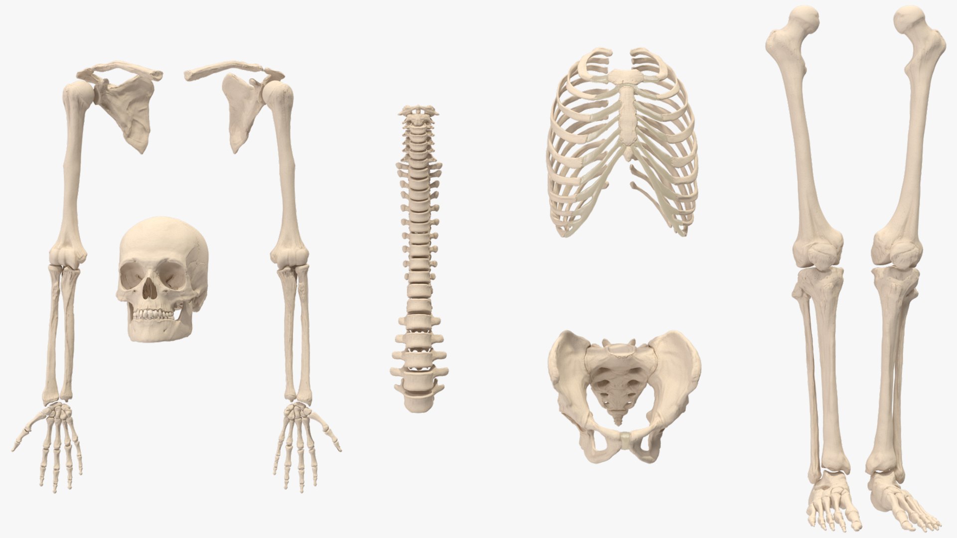 3D Human Male Skeleton Anatomy Rigged https://p.turbosquid.com/ts-thumb/gc/WjfLSJ/zE/human_male_skeleton_anatomy_rigged_015/jpg/1743469599/1920x1080/fit_q87/2ea6a83c5b604e69e61dbb9dbc37e7c9ef18112d/human_male_skeleton_anatomy_rigged_015.jpg
