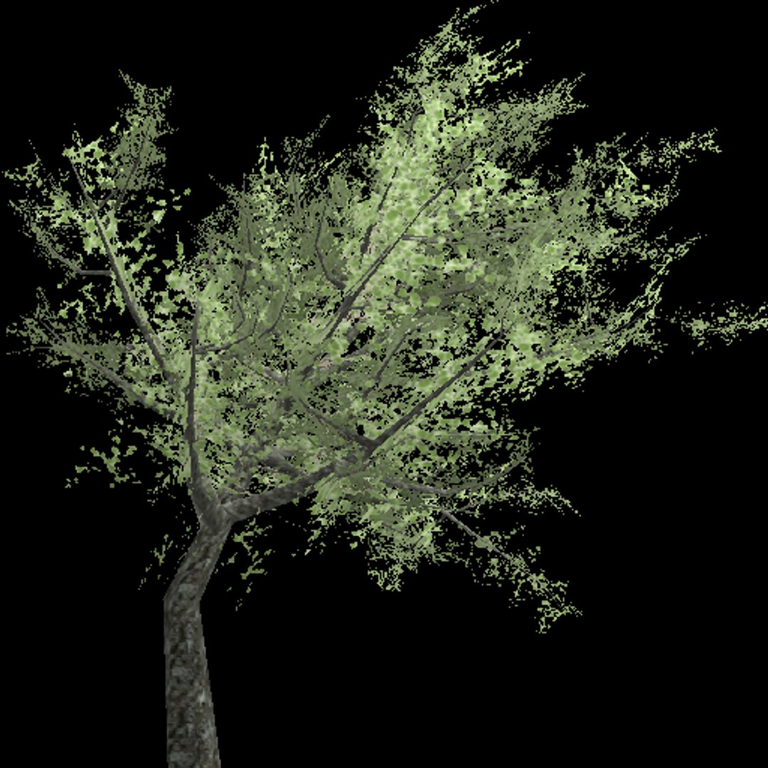 15 Evergreen Trees Tropical 3d Model