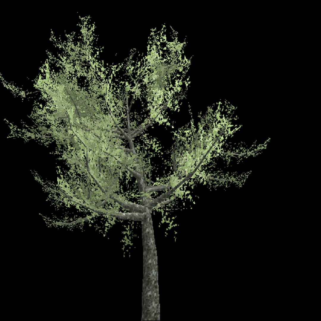 15 Evergreen Trees Tropical 3d Model