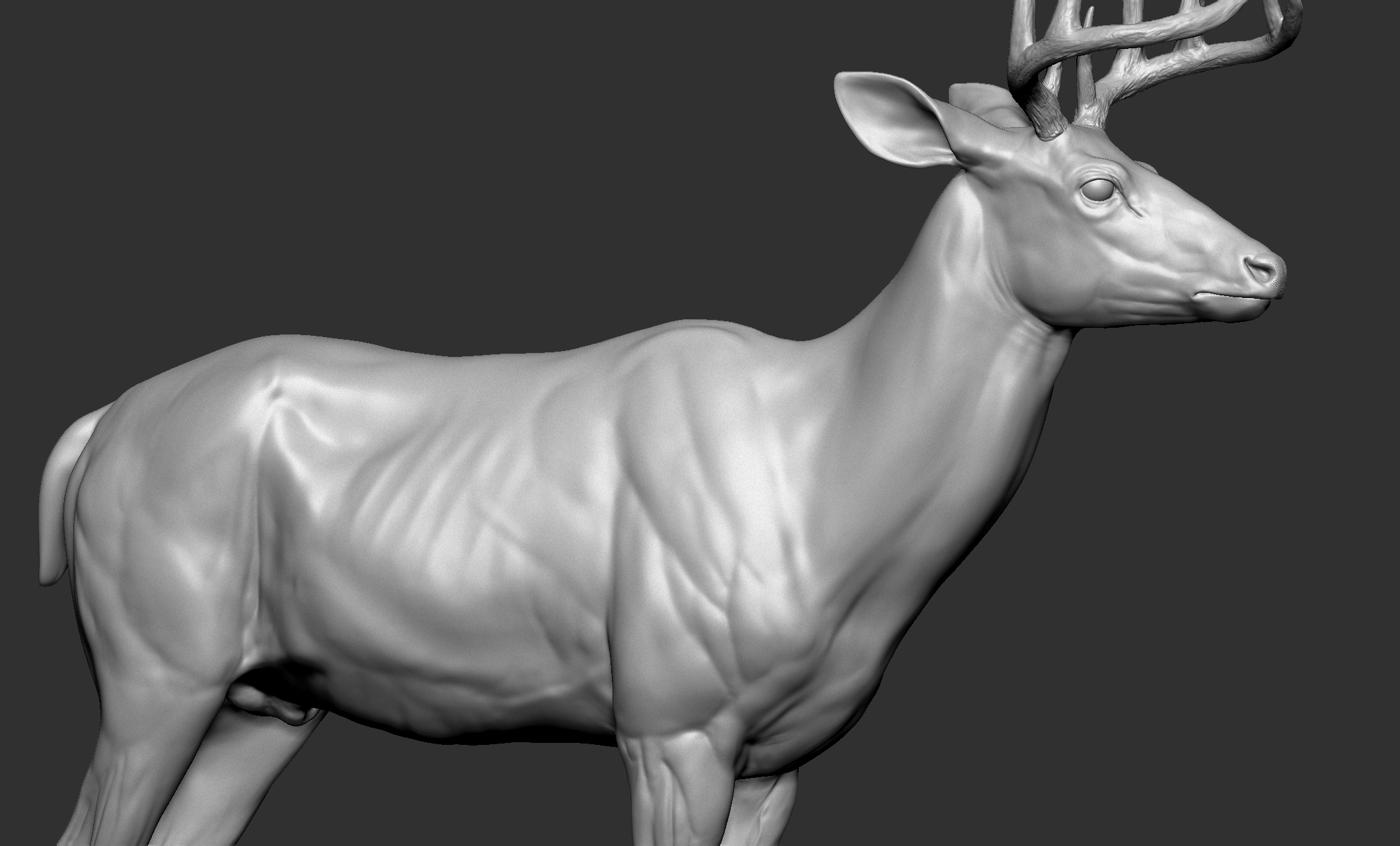 zbrush deer muscle