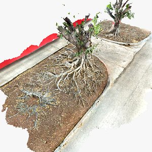 3D model Jaguey Tree Roots