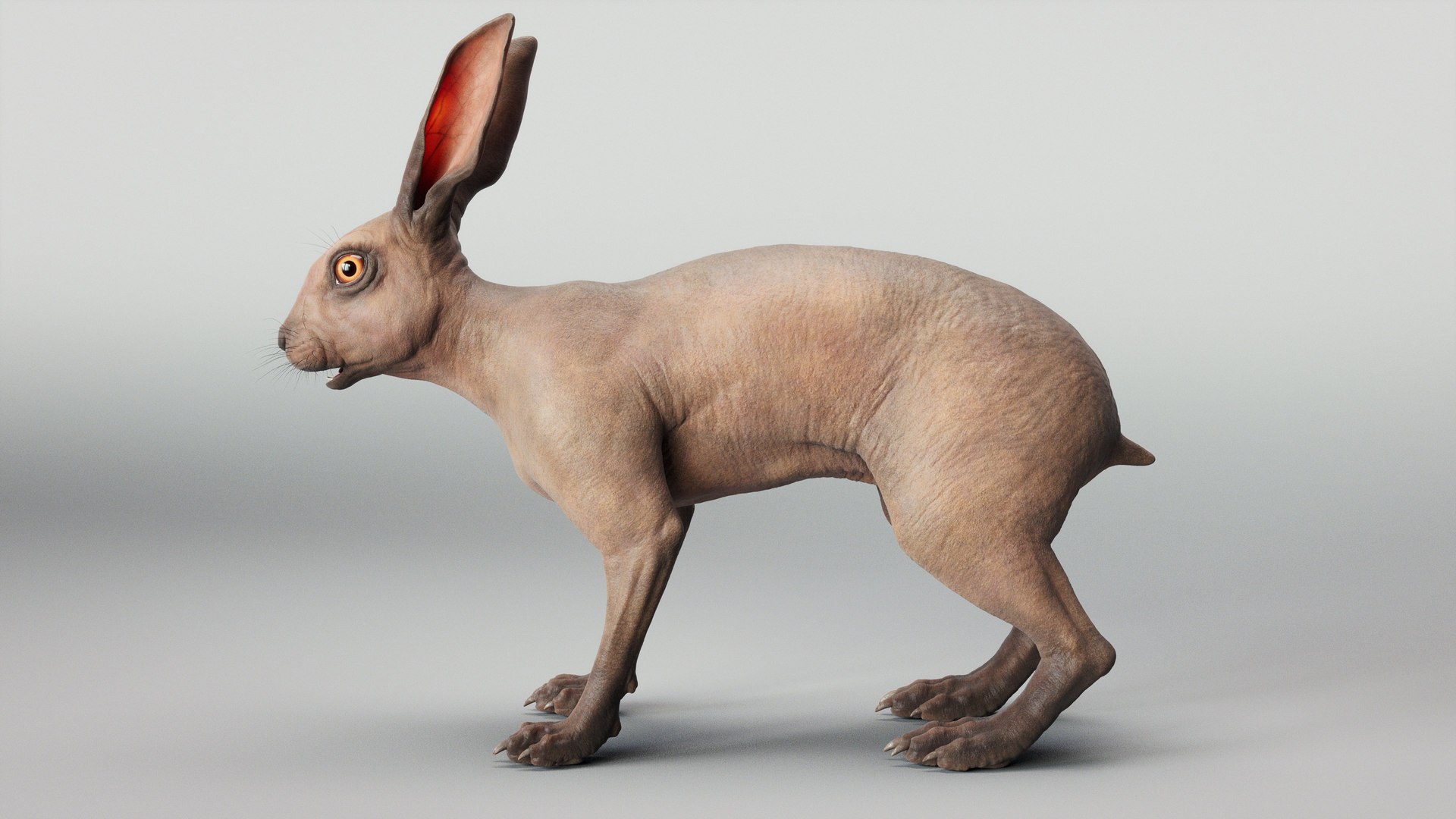 3D Model Hare - TurboSquid 2180781