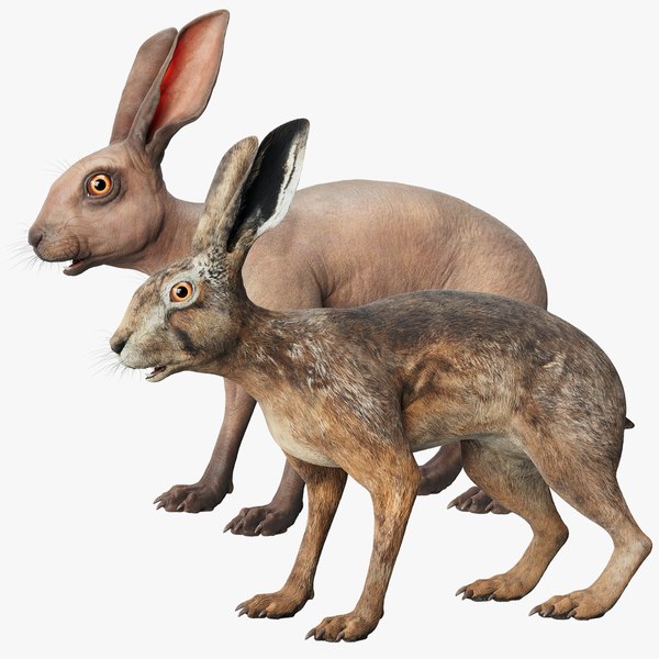 3D model Hare