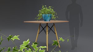 English Ivy Plant