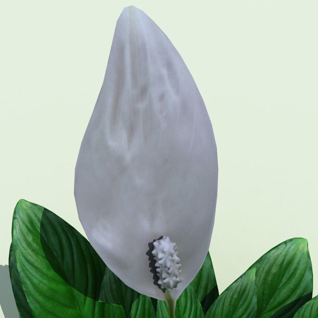 interior plants v3 3ds https://p.turbosquid.com/ts-thumb/gd/Kzgwk3/5Ca5hUie/interior_plants_collection_v3_50/jpg/1266354698/1920x1080/fit_q87/075f07d7c9fb27a288290d43f7fa74ba0d5129f4/interior_plants_collection_v3_50.jpg