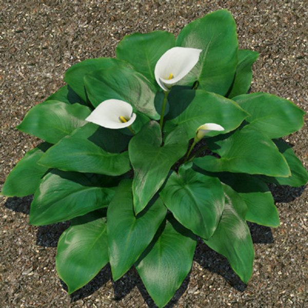 Planta Calla Lily Modelo 3D - TurboSquid 530550