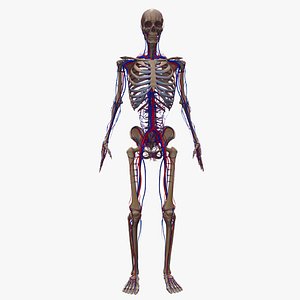 Natural body with Lymphnodes
