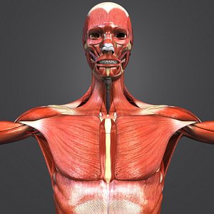 muscles arteries skeleton 3D