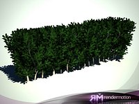 D2.C1.07(1) Clove bush(I Shape)-Arbusto Clavo(Forma de I)