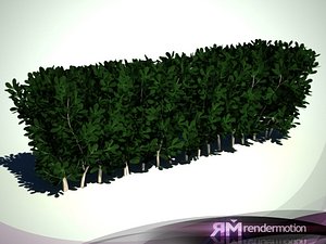 D2.C1.07(1) Clove bush(I Shape)-Arbusto Clavo(Forma de I)