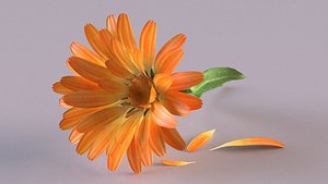 calendula plant petals flower 3D model