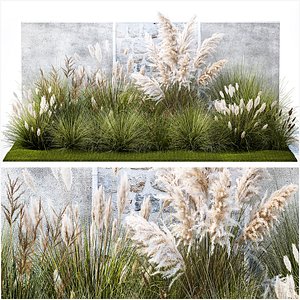 Garden feather grass grass white Pampas reed grass 1403 3D model