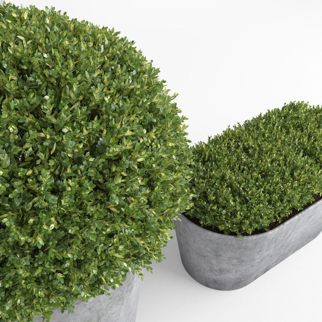 max realistic planters https://p.turbosquid.com/ts-thumb/gd/hZaiob/hn9Ae7EN/rh_round5/jpg/1463135181/1920x1080/fit_q87/448c9582890c2e5992ee14a4fc03003e2e518666/rh_round5.jpg