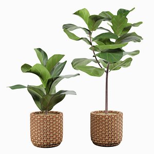 Fiddle Leaf 3D model